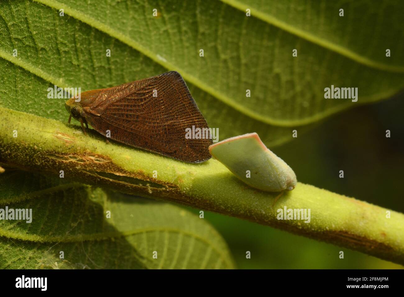 Planthopper marron et blanc debout dos à dos sur un branche Banque D'Images