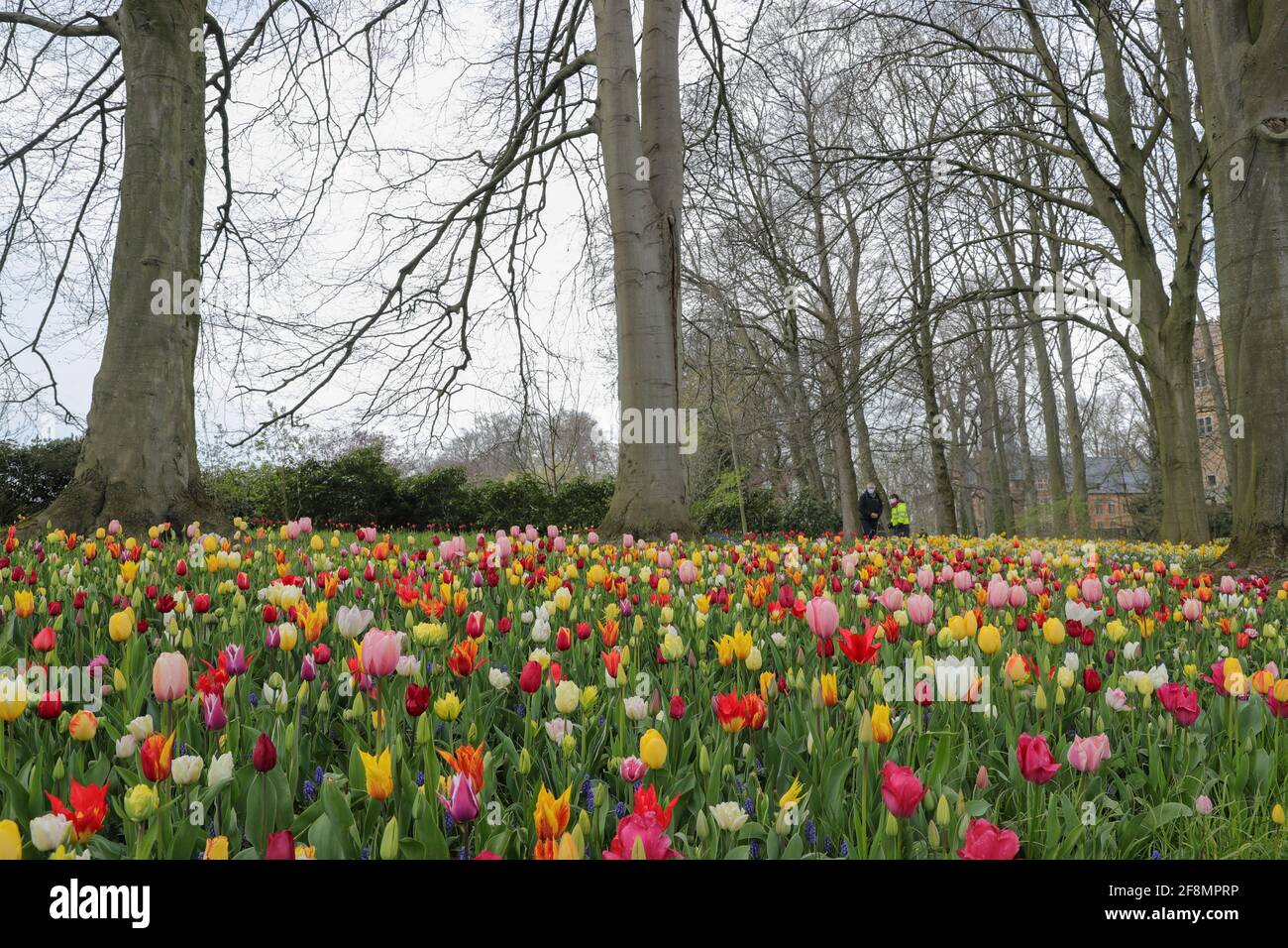 Bruxelles, Belgique. 14 avril 2021. Les gens visitent Floralia Bruxelles, ou la 18e édition de l'exposition internationale des fleurs, au château Grand Bigard près de Bruxelles, Belgique, le 14 avril 2021. L'exposition durera jusqu'au 2 mai. Le parc de 14 hectares présente plus d'un million de fleurs, avec près de 400 variétés de tulipes. Les hyacinthes et les jonquilles sont également bien représentés. Credit: Zheng Huansong/Xinhua/Alay Live News Banque D'Images
