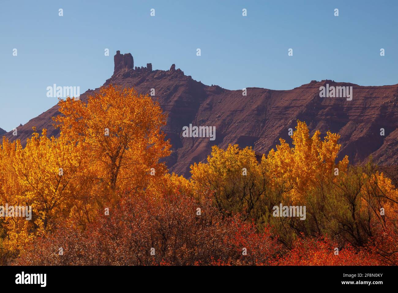 Les cotonwood de Fremont en automne, Castle Valley, Utah Banque D'Images