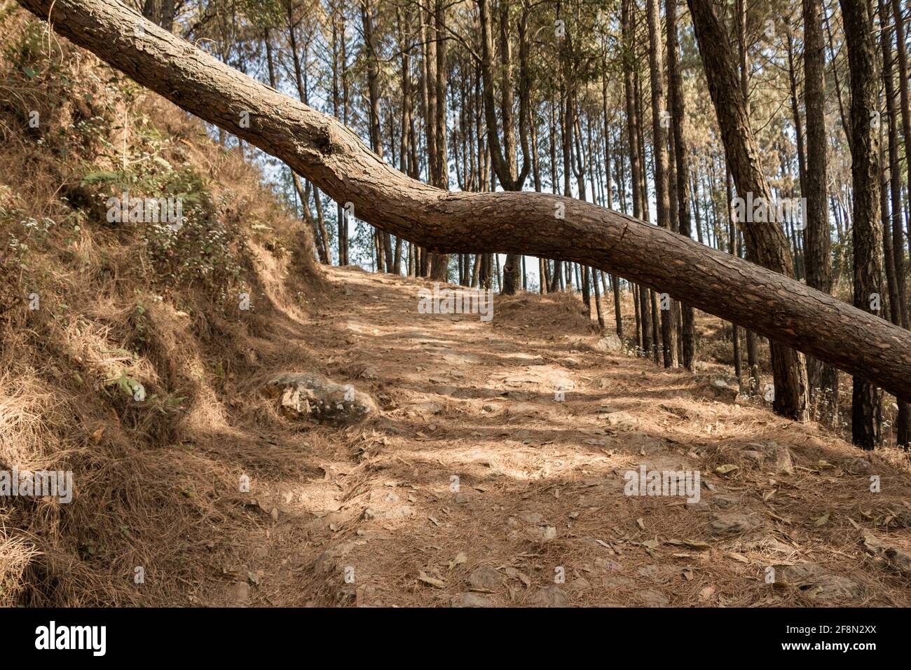 Arbre brisé au milieu de la route bloquant le chemin vers Shreenagar, Tansen, Palpa Banque D'Images