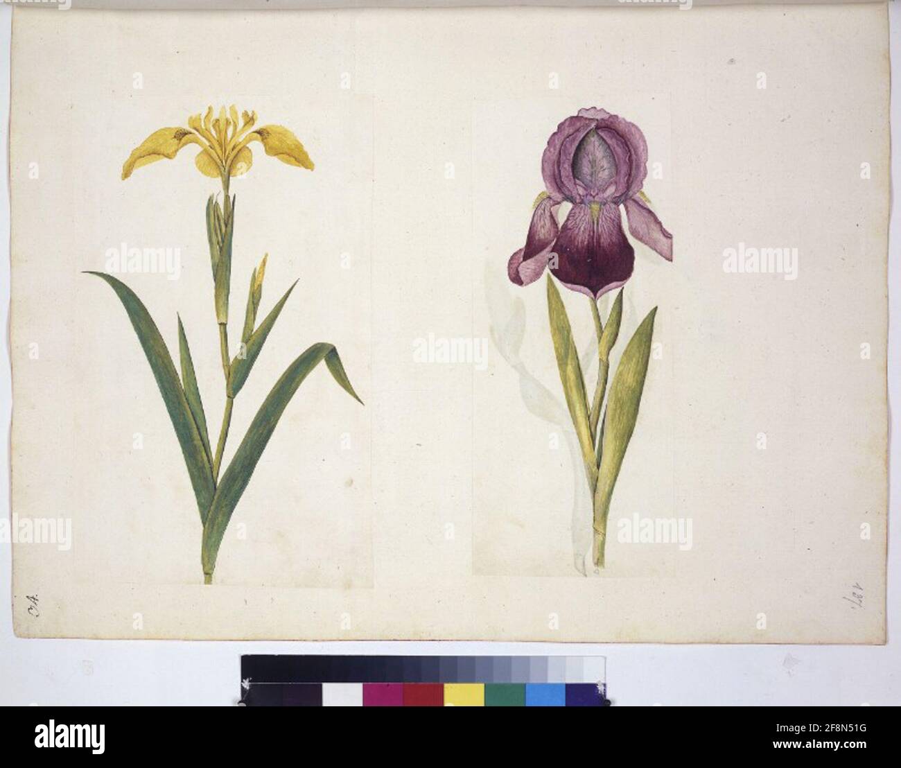 Code Min. 42, FOL. 137R: Collection d'études sur la nature U. A. par des artistes néerlandais, allemands et italiens page entière : 2 études de plantes Banque D'Images