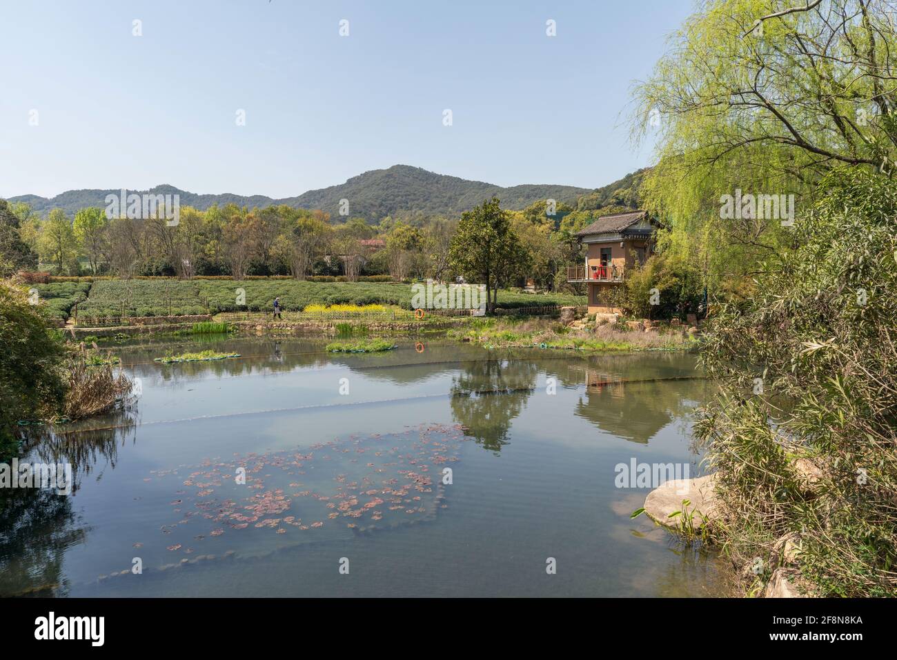 Hangzhou West Lake Longjing Tea Garden avec lac en premier plan Banque D'Images