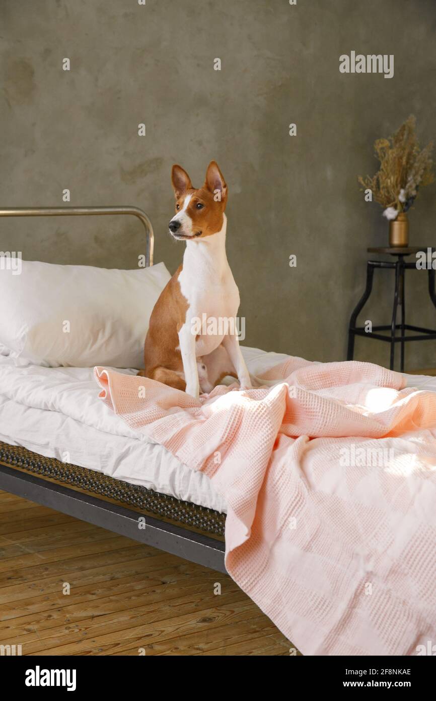 Chiot Basenji assis sur le lit dans la chambre le couvre-lit Banque D'Images