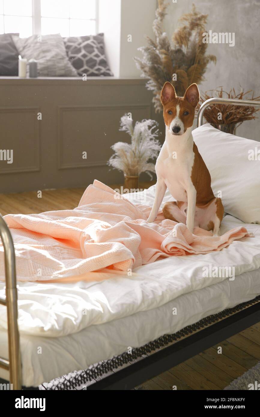 Chiot Basenji assis sur le lit dans la chambre le couvre-lit Banque D'Images