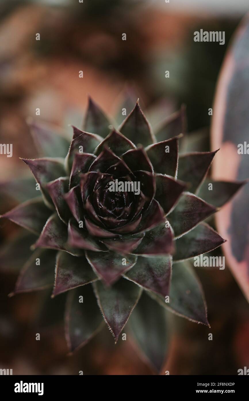 Plan vertical d'une plante succulente verte avec des pétales à bout violet et un arrière-plan flou Banque D'Images