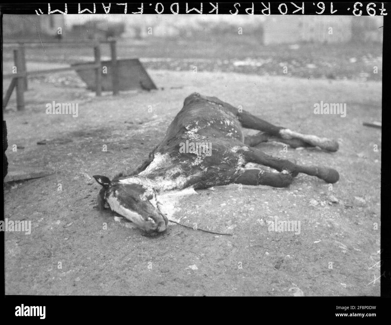 Par le cheval fort bora gelé dans le karst. Banque D'Images