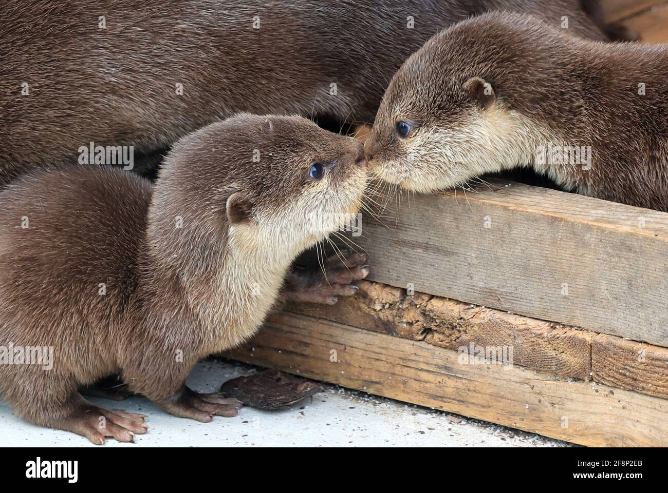 Yokohama Japon 15 Avril 21 Les Loutres De Bebe Jouent Avec Leurs Parents Lors D Un Apercu De Presse A L Aquarium Hakkeijima Sea Paradise A Yokohama Dans La Banlieue De Tokyo Le Jeudi