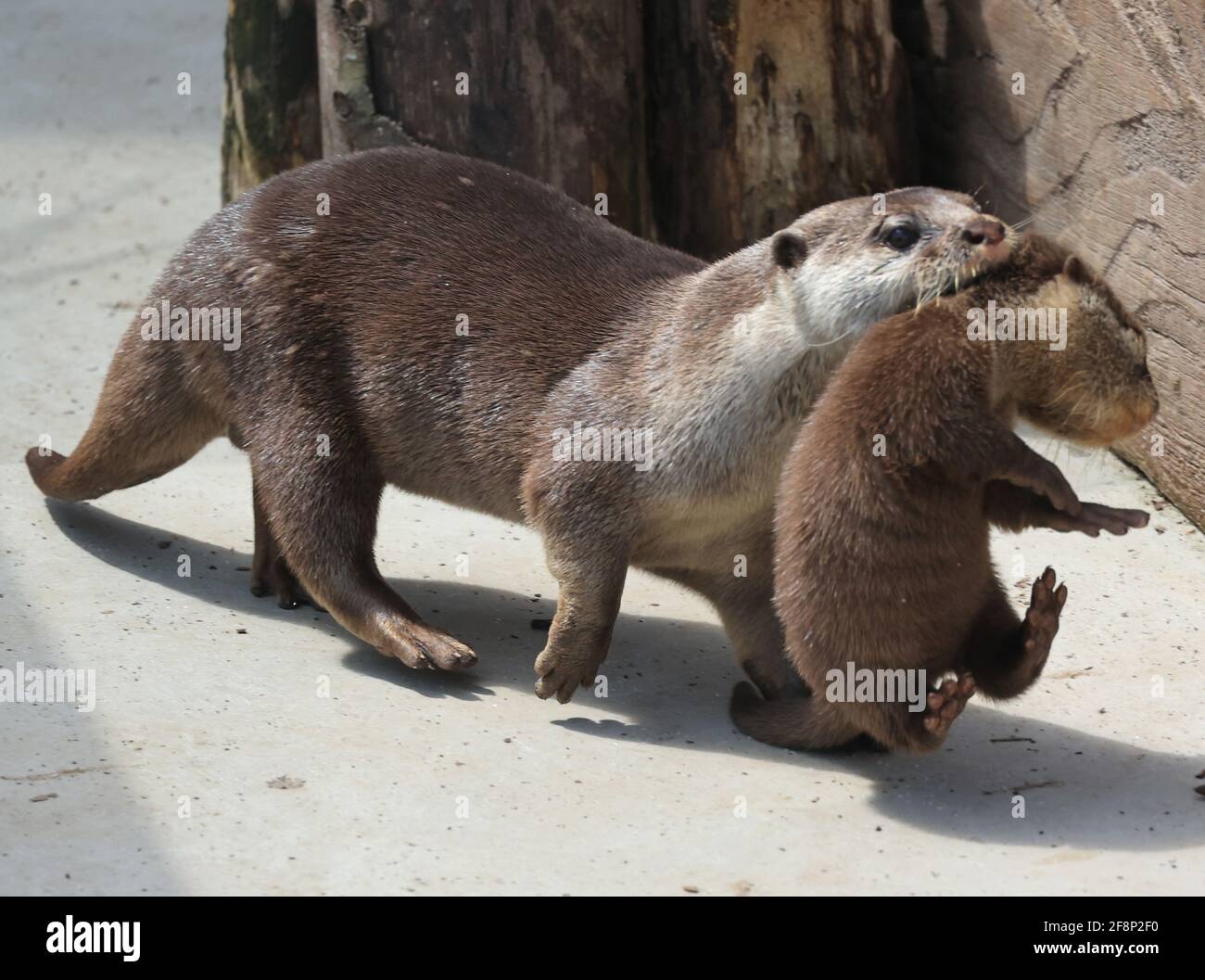 Yokohama Japon 15 Avril 21 Une Mere Loutre Porte Son Bebe Lors D Un Apercu De Presse A L Aquarium Hakkeijima Sea Paradise A Yokohama Banlieue De Tokyo Le Jeudi 15 Avril 21 Cinq