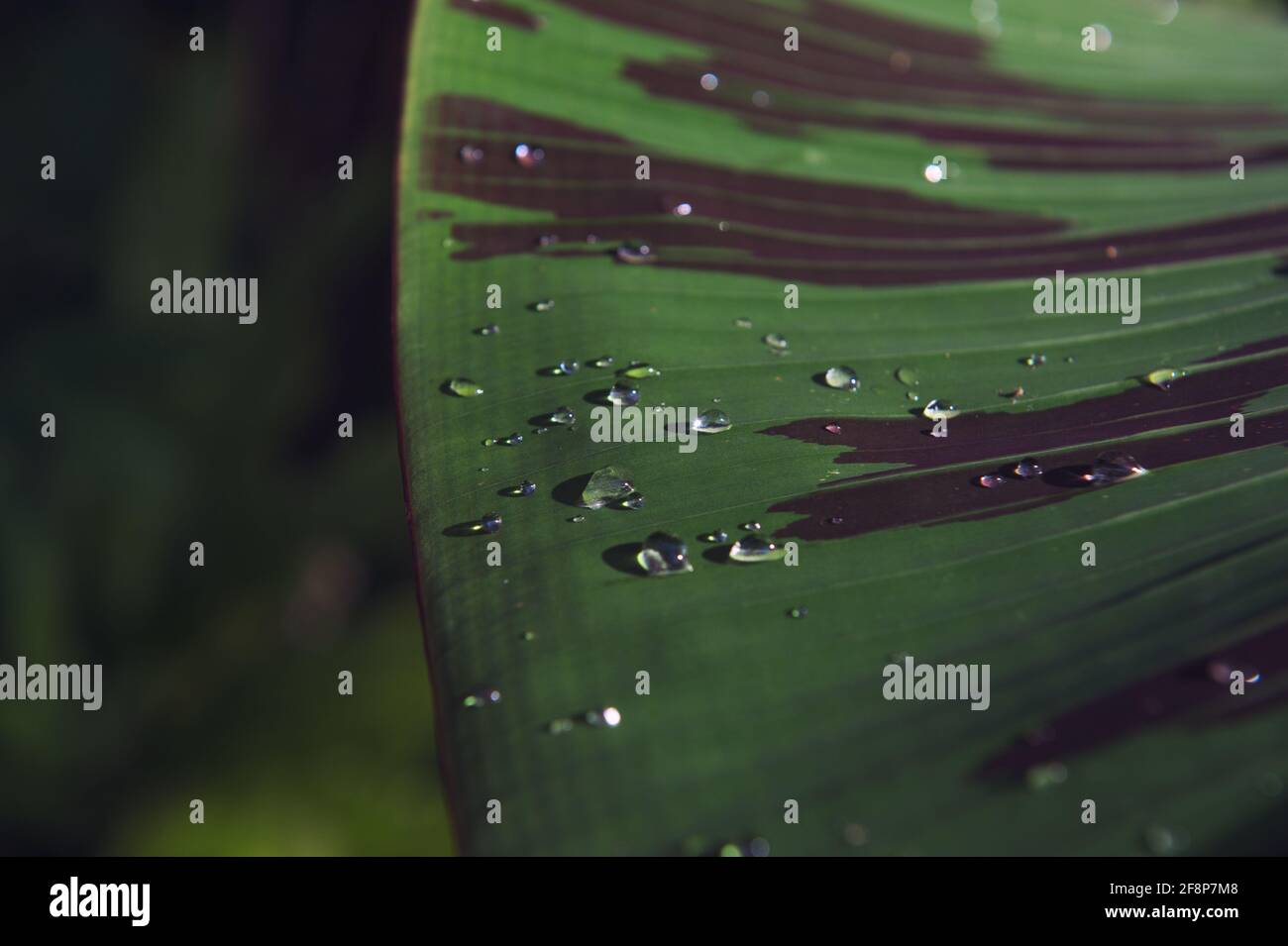 Feuille verte avec gouttes d'eau dans la lumière du soleil. Texture d'arrière-plan de la nature. Mise au point sélective Banque D'Images