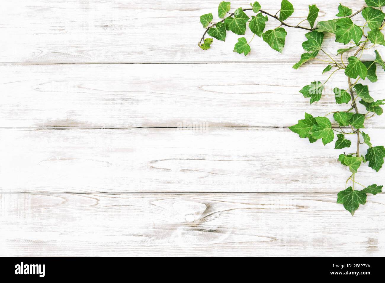 Plantes vertes sur une texture en bois clair. Fond floral Banque D'Images