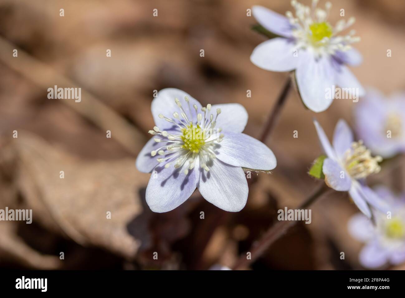 Vue rapprochée d'une grappe de plantes indigènes non cultivées à lobes pointus Hepatica fleurs sauvages (anemone acutiloba) croissant sans perturbation dans un ravin de bois Banque D'Images