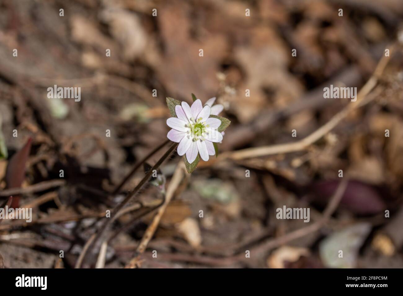 Vue rapprochée d'une grappe de plantes indigènes non cultivées à lobes pointus Hepatica fleurs sauvages (anemone acutiloba) croissant sans perturbation dans un ravin de bois Banque D'Images