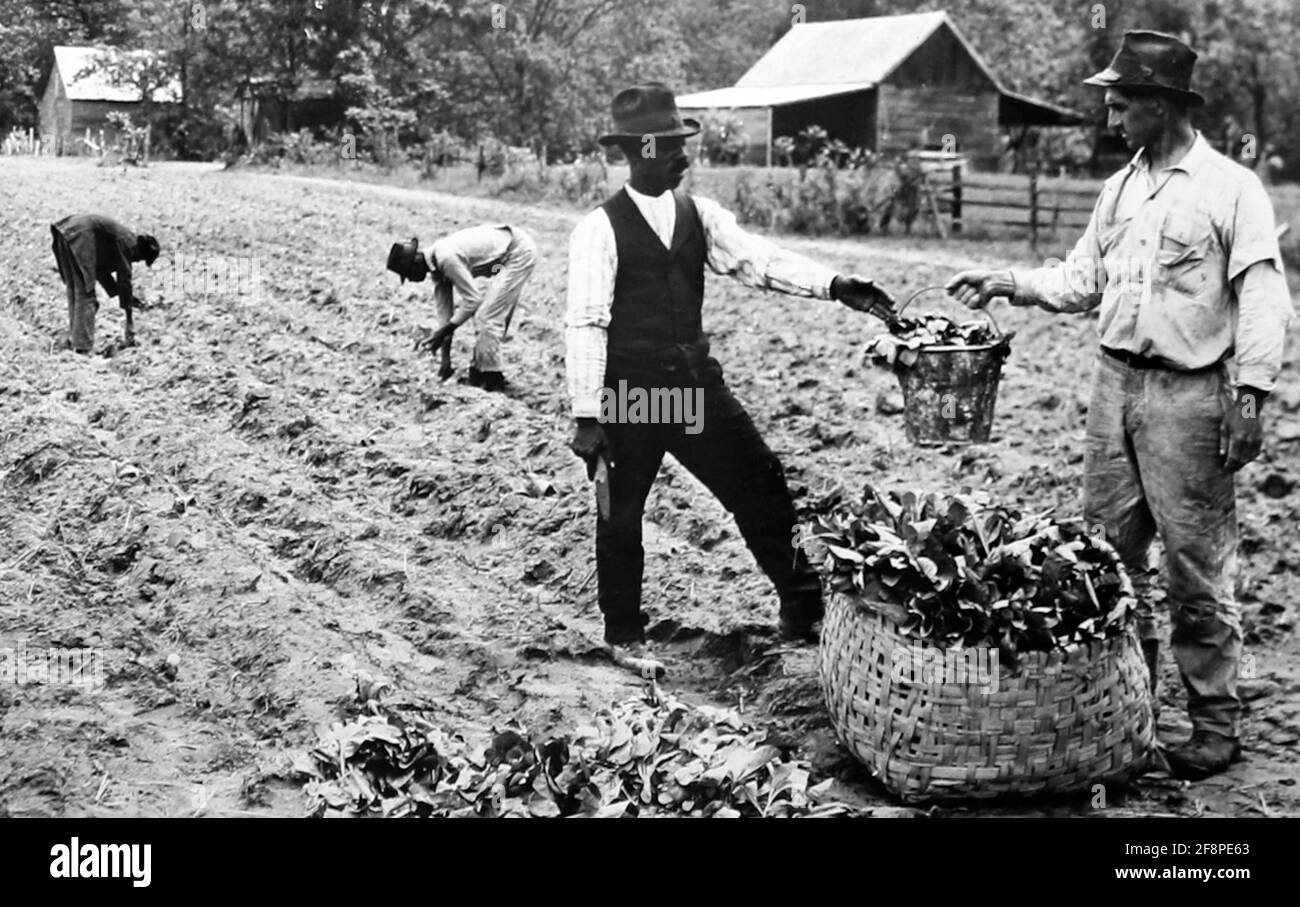 Transplantation de plants de tabac dans une plantation, Virginie, États-Unis, début des années 1900 Banque D'Images