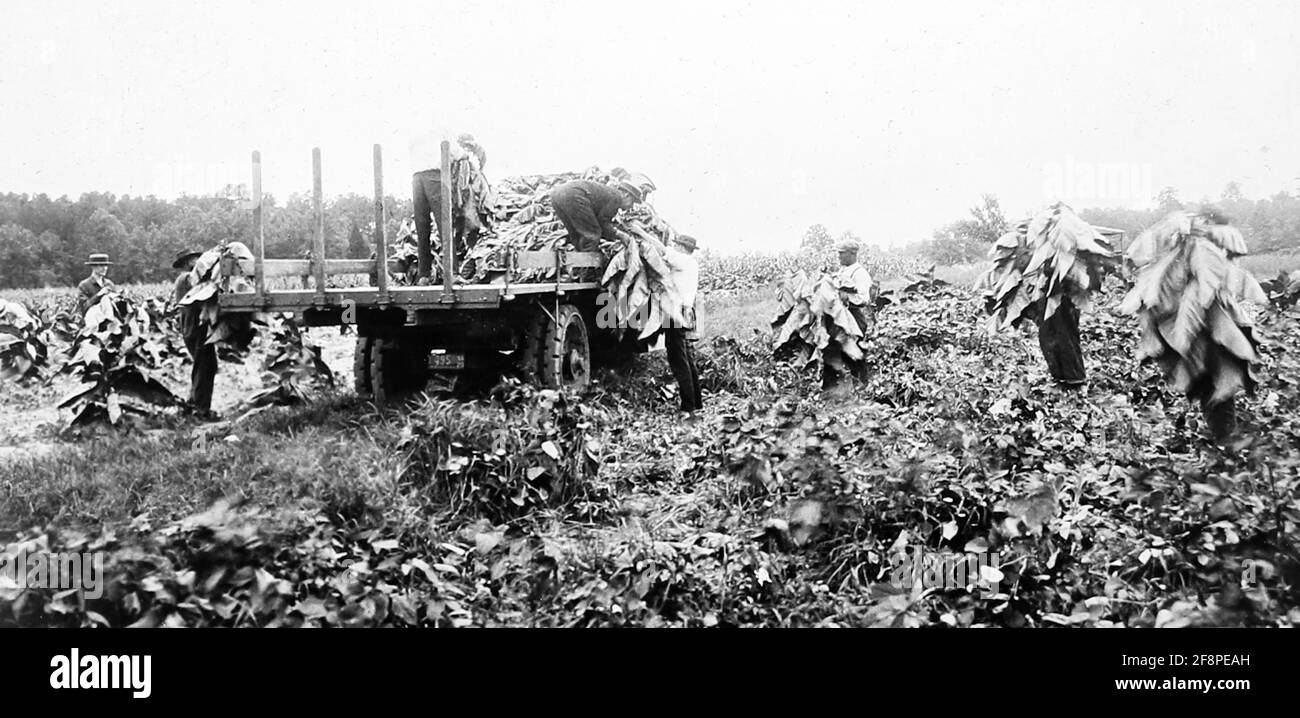 Récolte de plants de tabac dans une plantation, Virginie, États-Unis, début des années 1900 Banque D'Images