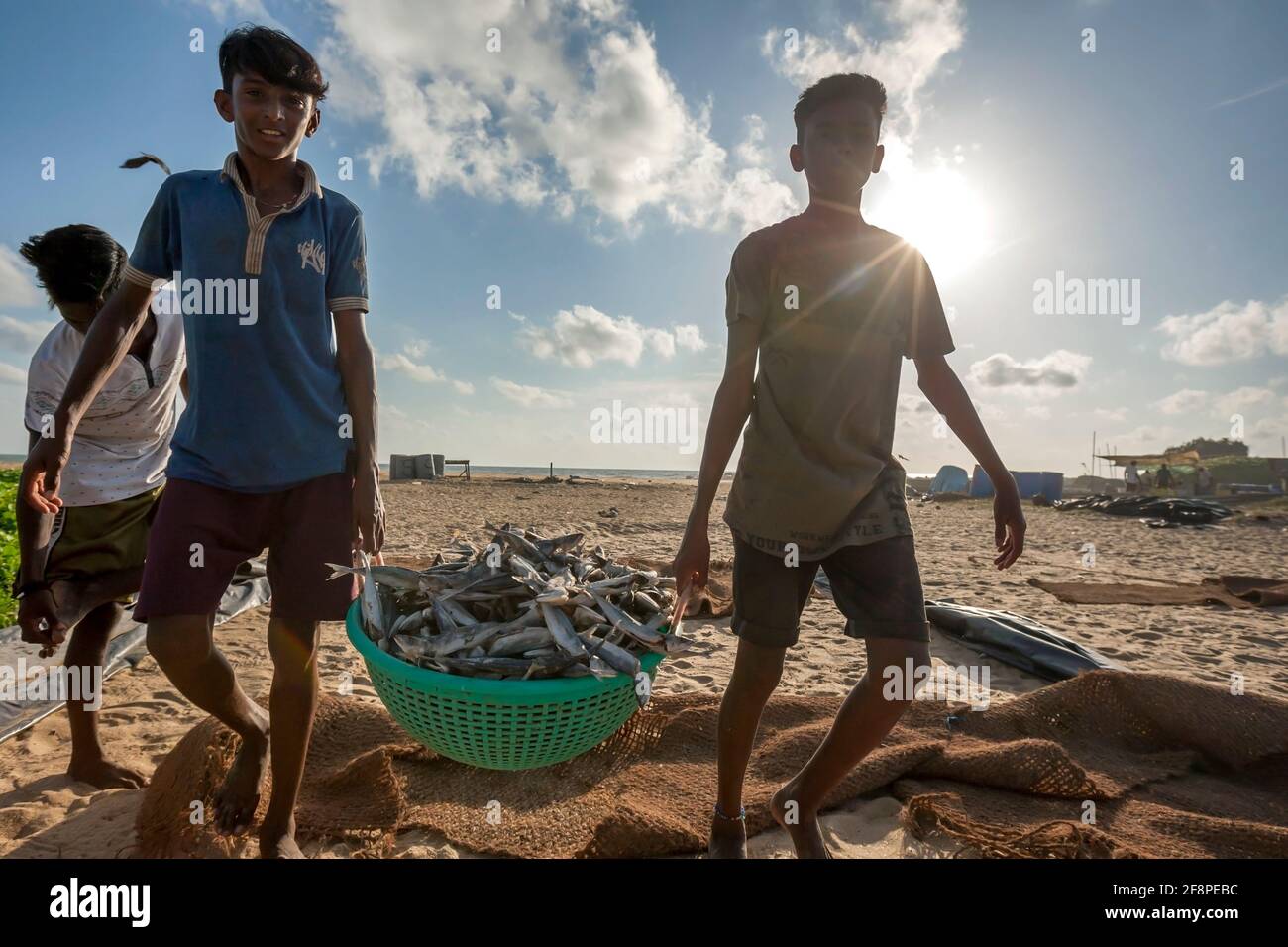 Les garçons transférant du poisson de sardine séché dans un récipient en plastique de la plage de Negombo au Sri Lanka pour être emballés prêts à la vente. Banque D'Images