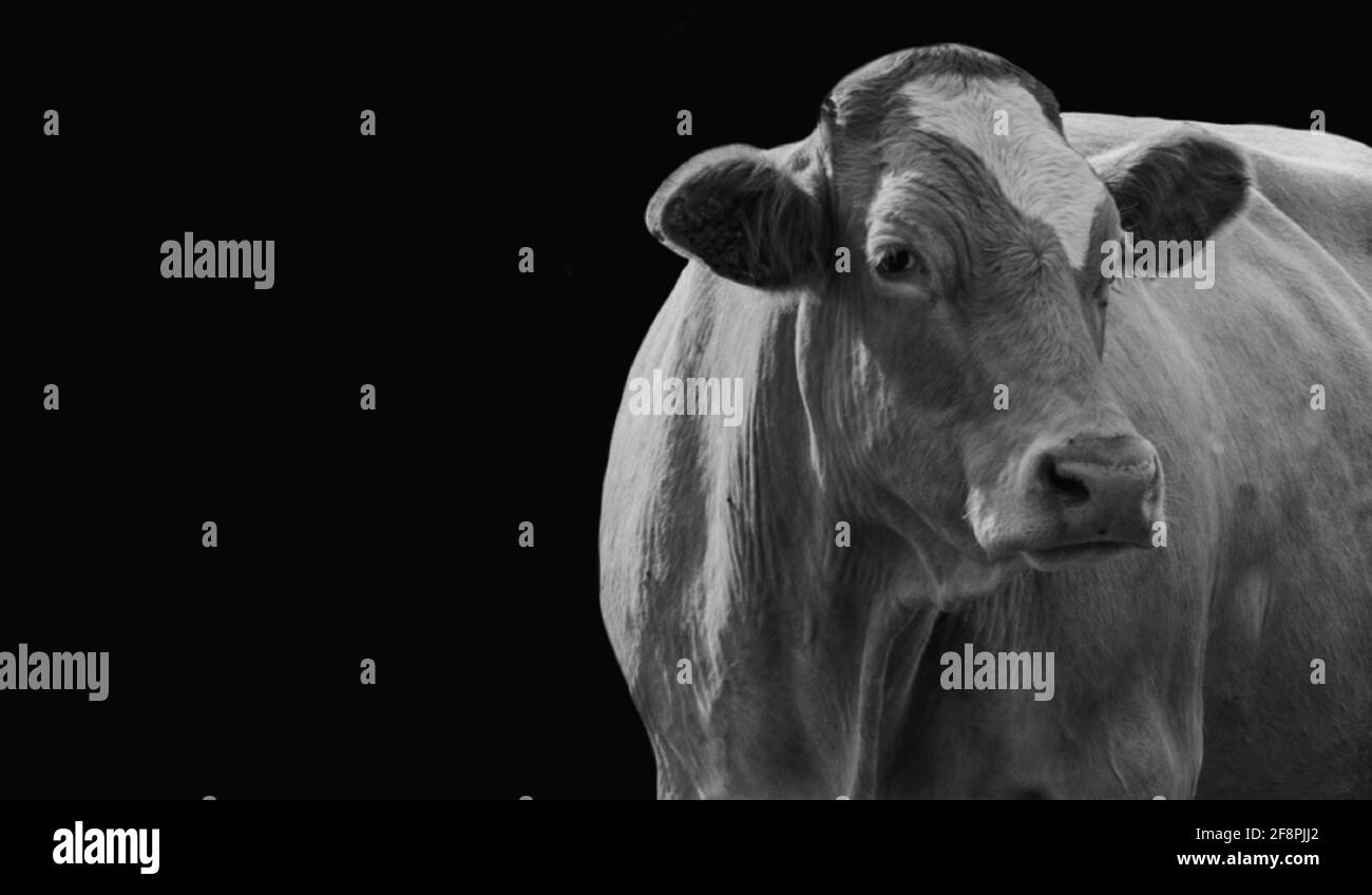Gros plan de la vache sur fond noir Banque D'Images