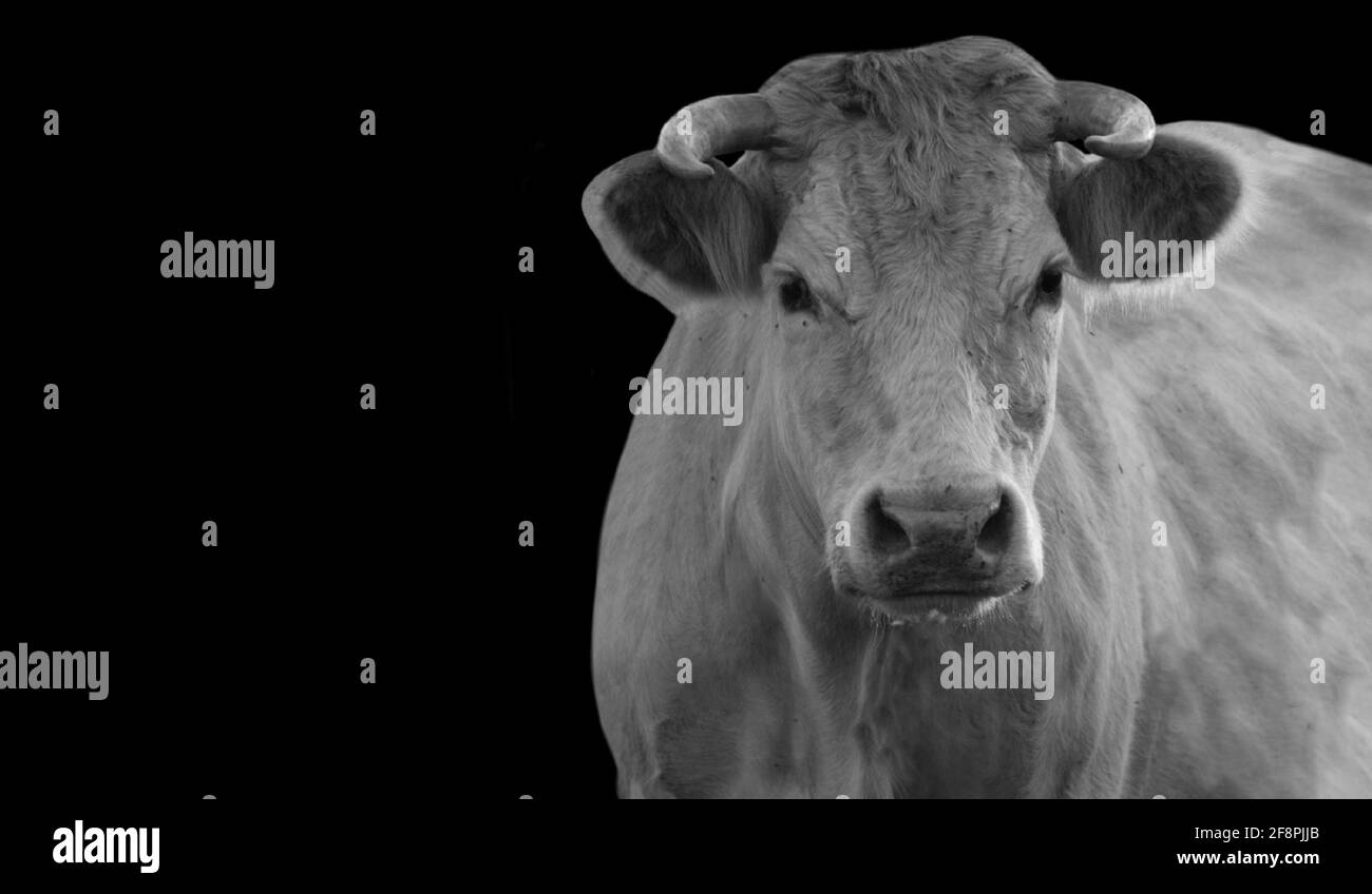 Portrait de vache noir et blanc sur fond noir Banque D'Images