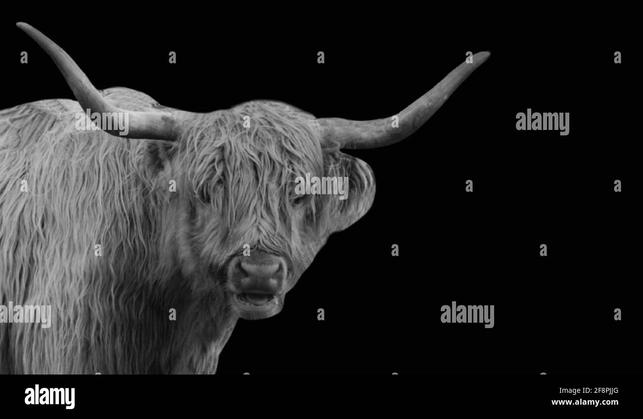 Gros plan sur les bovins des Highlands avec Big Horn Banque D'Images