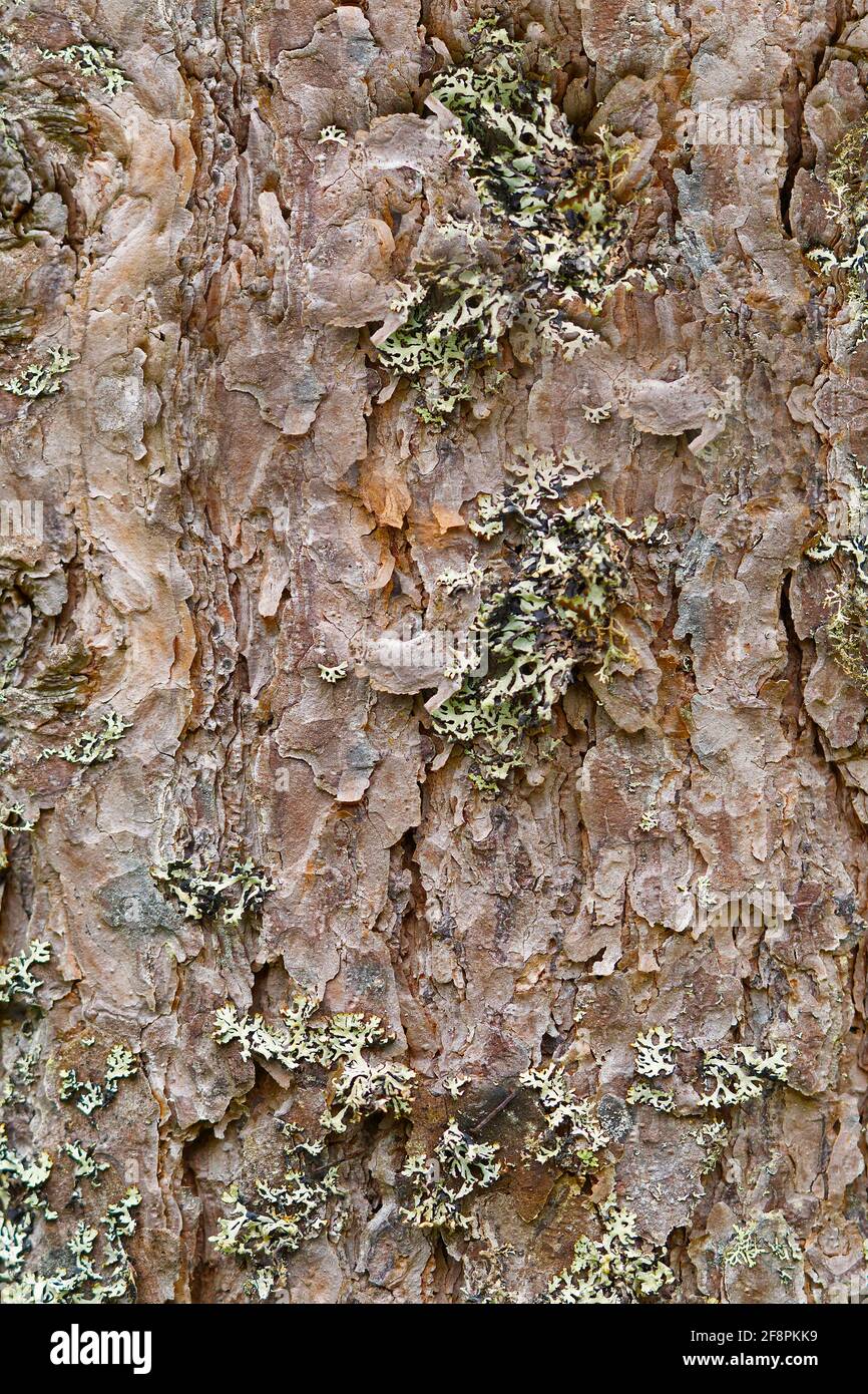 Texture du pin nordique, écorce. Structure naturelle de l'écorce de pin. Arrière-plan Banque D'Images