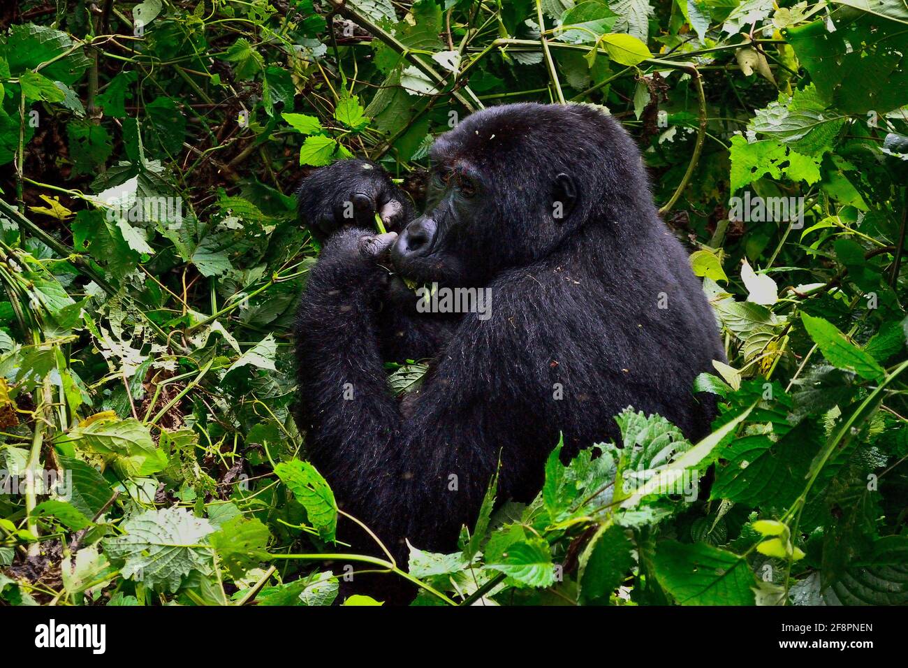 Heure du déjeuner. L'un des quelque 400 Gorilles de montagne de l'est menacées vivant dans le parc national impénétrable de Bwindi, en Ouganda. Banque D'Images