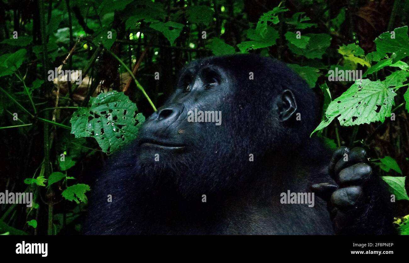 Doux. L'un des quelque 400 Gorilles de montagne de l'est menacées vivant dans le parc national impénétrable de Bwindi, en Ouganda. Banque D'Images