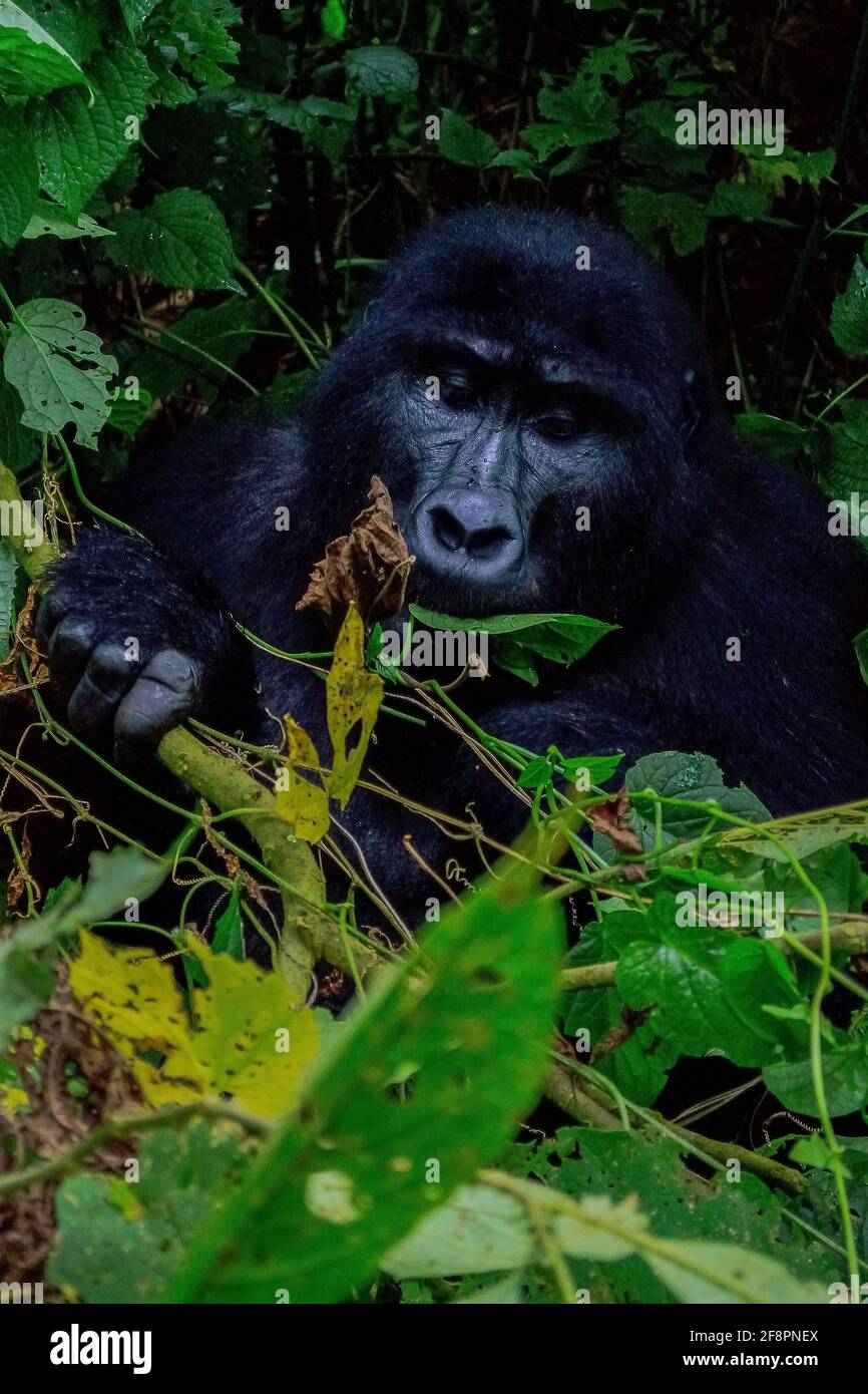 Morsure. L'un des quelque 400 Gorilles de montagne de l'est menacées vivant dans le parc national impénétrable de Bwindi, en Ouganda. Banque D'Images