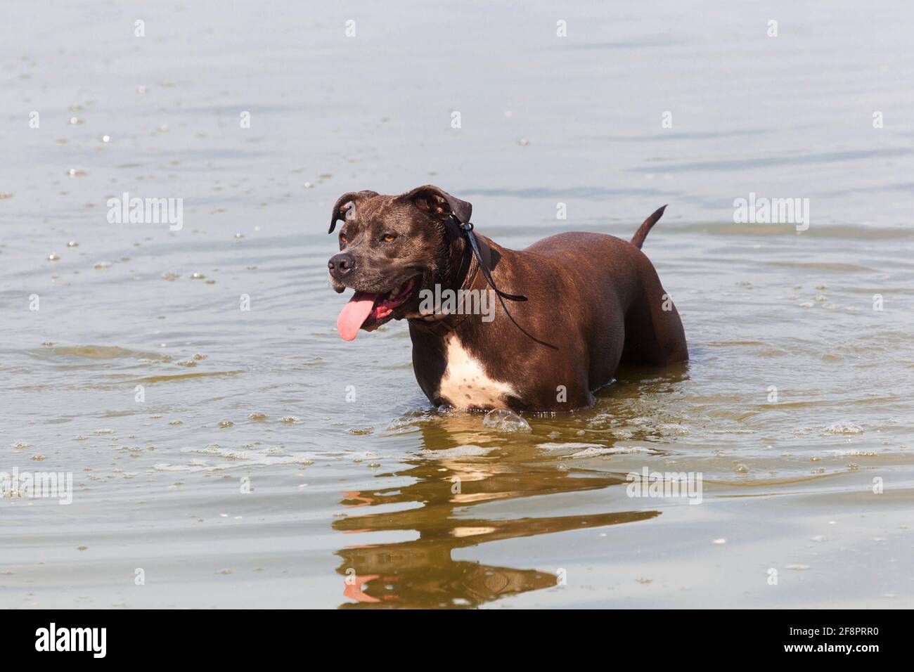 Joyeux Staffordshire Terrier américain se rafraîchissant dans un lac, profitant d'une baignade estivale paisible avec une expression joyeuse Banque D'Images