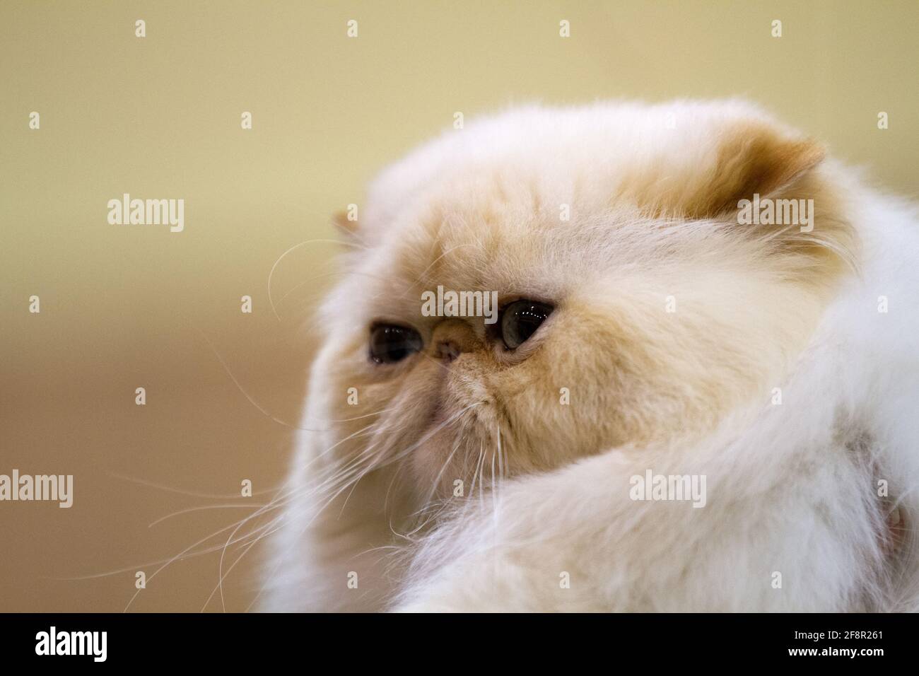 Chat A Face Plate Lors D Un Spectacle De Chat Photo Stock Alamy