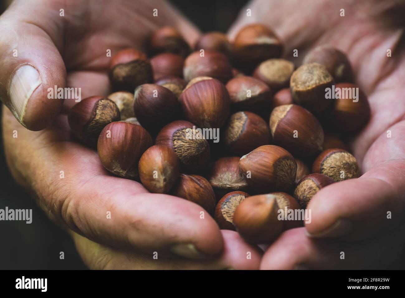 Mains de fermier avec des noisettes fraîchement récoltées. Faible profondeur de champ. Banque D'Images