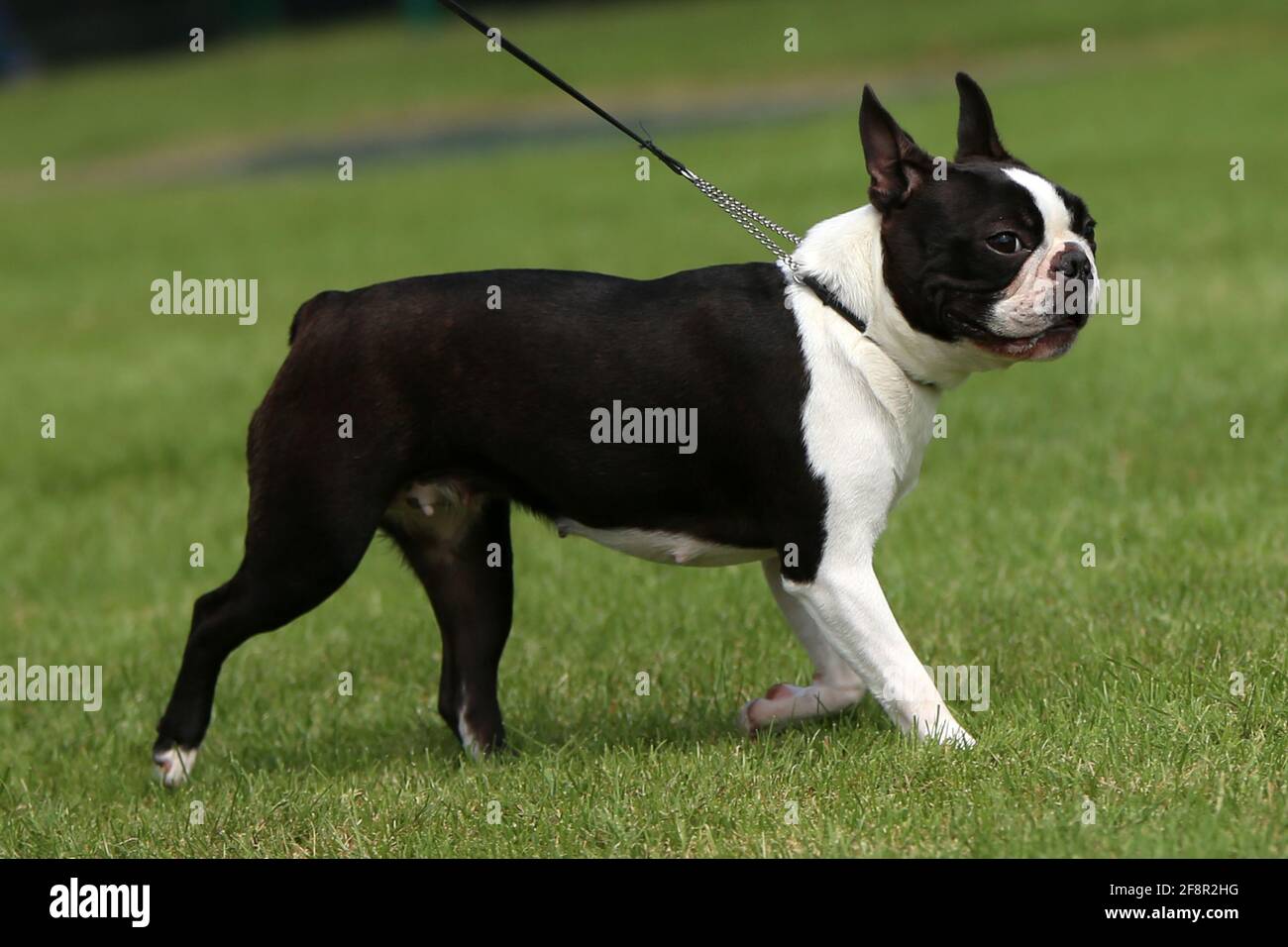 Boston Terrier Banque D'Images