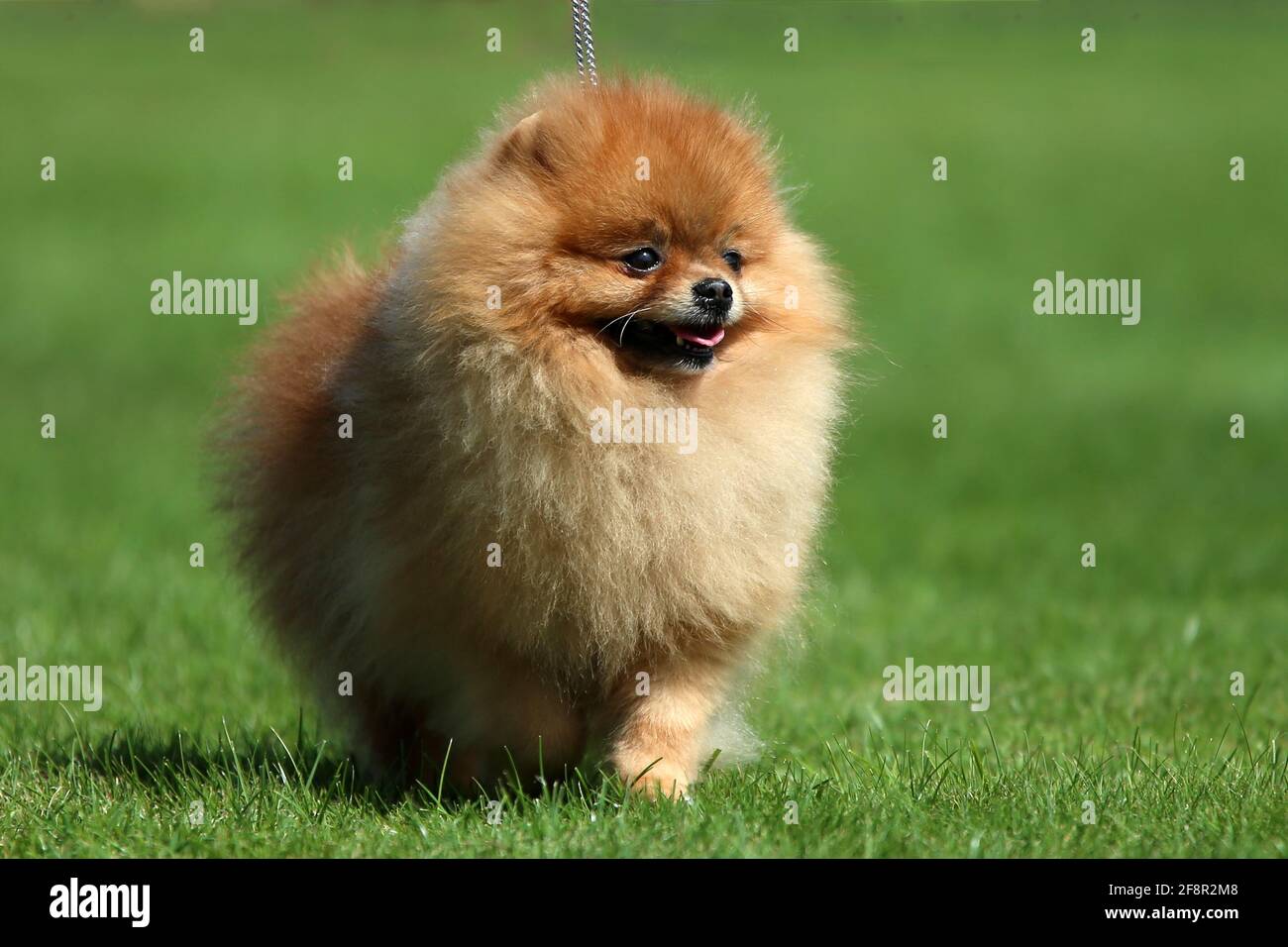 Poméranie Banque D'Images