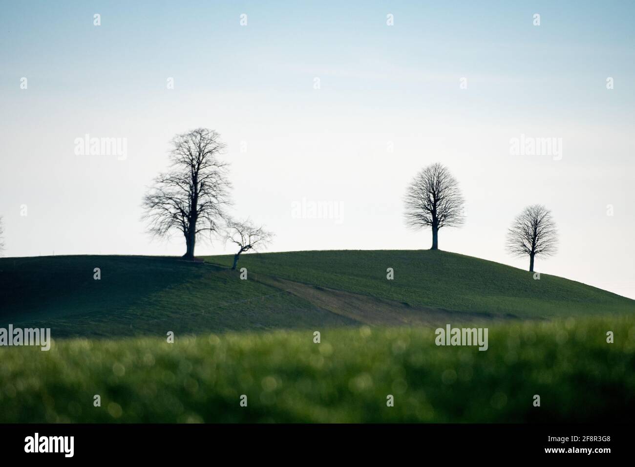 Silhouette de trois arbres sur une colline à Emmental Banque D'Images