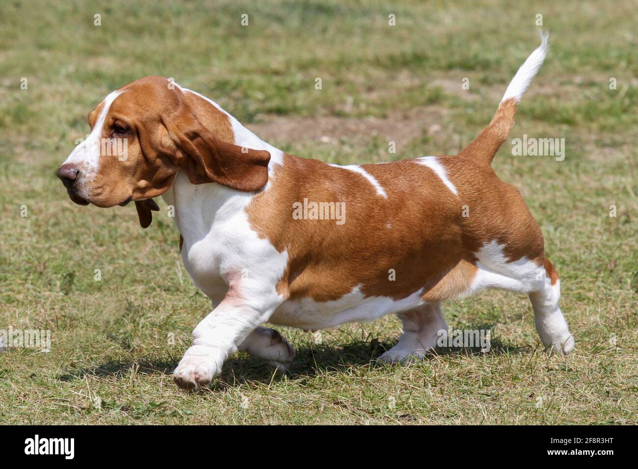 Basset Hound en déplacement Banque D'Images