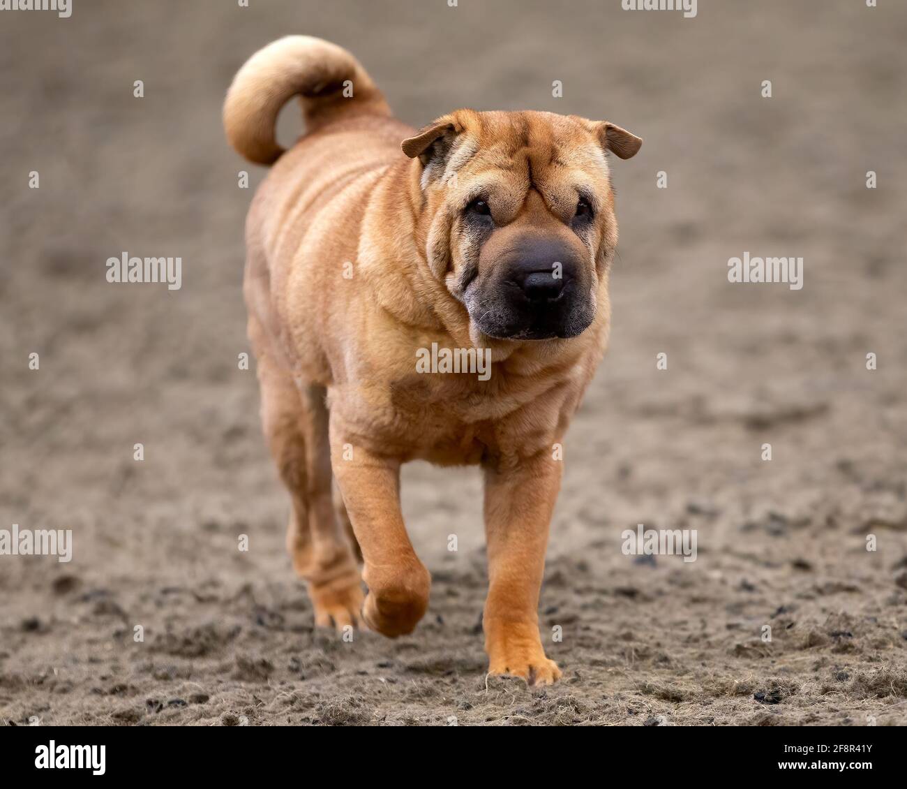 Shar Pei chinois en mouvement Banque D'Images