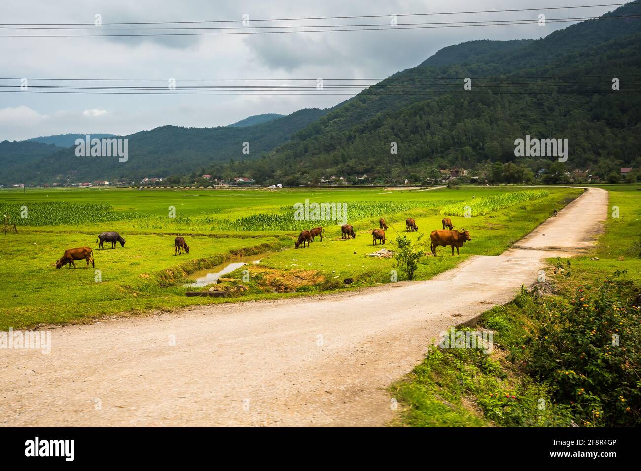 Magnifique paysage vert vif lors du voyage du parc national Phong Nha Ke Bang à Cua Lo au Vietnam. Paysage rural photo prise en Asie du Sud-est. Banque D'Images