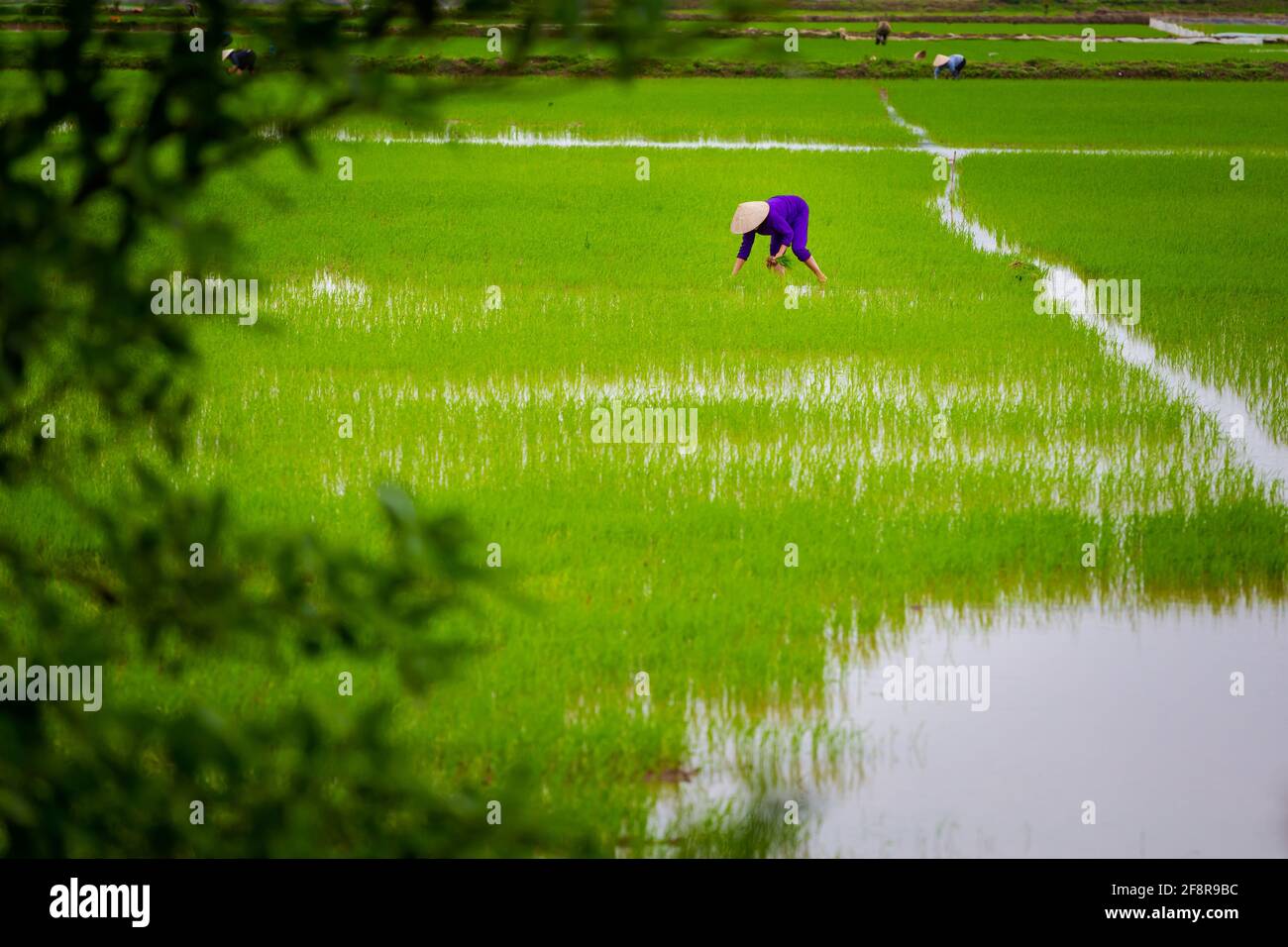 Magnifique paysage vert avec riziculteurs en chapeau conique dans le parc national Tam COC, Ninh Binh au Vietnam. Paysage rural photo prise dans le sud-est de l'ASI Banque D'Images