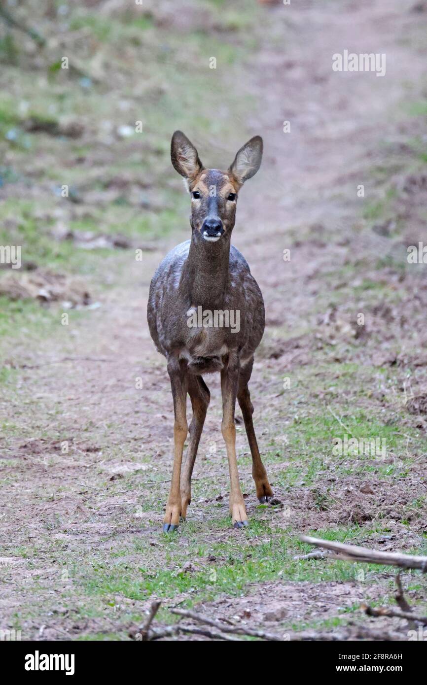 Femme Roe Deer Forest de Dean Royaume-Uni Banque D'Images