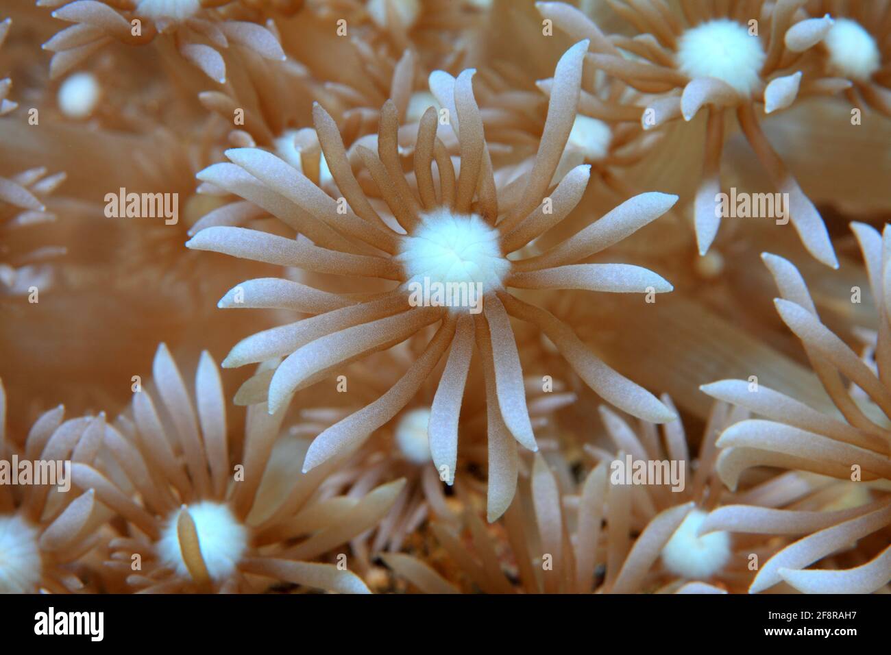 Nahaufnahme einer Koralle (Indonésie) - colse up of Coral (Indonésie) Banque D'Images