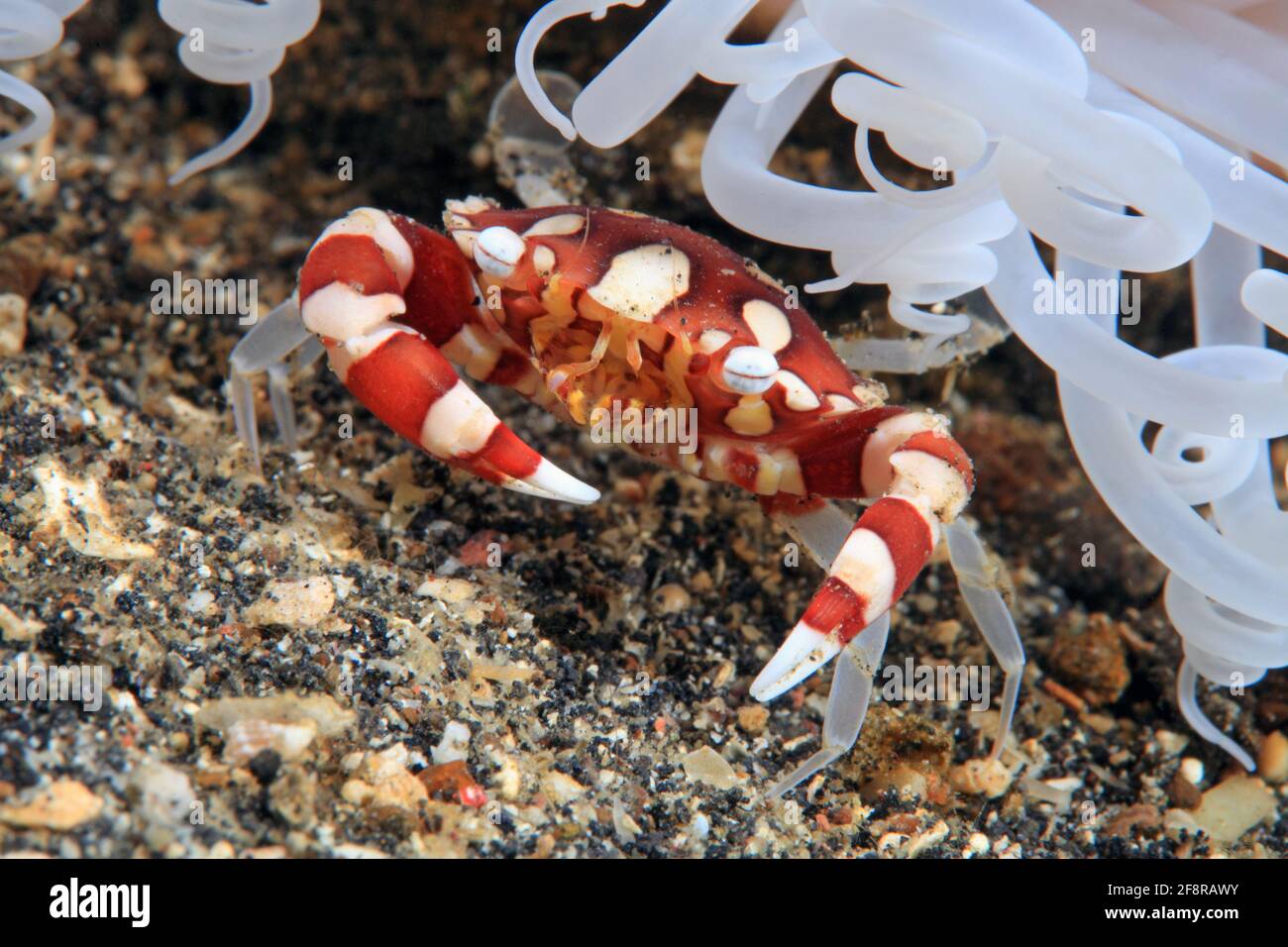 Zylinderrosen, Harlekin Schwimmkrabbe, Harlequin naimmer crabe, Lissocarcinus laevis, Lembeh, Sulwawesi, Indonésie Banque D'Images
