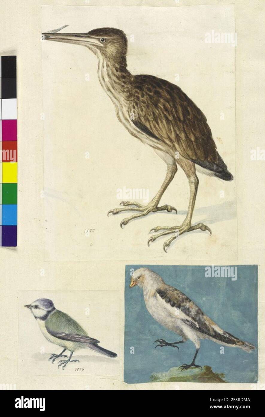 Code Min. 42, FOL. 39r: Collection d'études de la nature U. A. d'artistes néerlandais, allemands et italiens. Banque D'Images