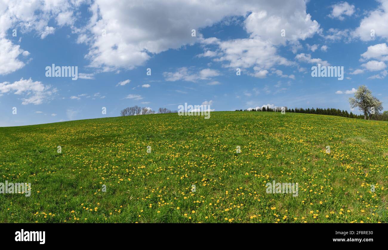 Prairie avec pissenlits jaunes en fleurs sur une colline ascendante Banque D'Images