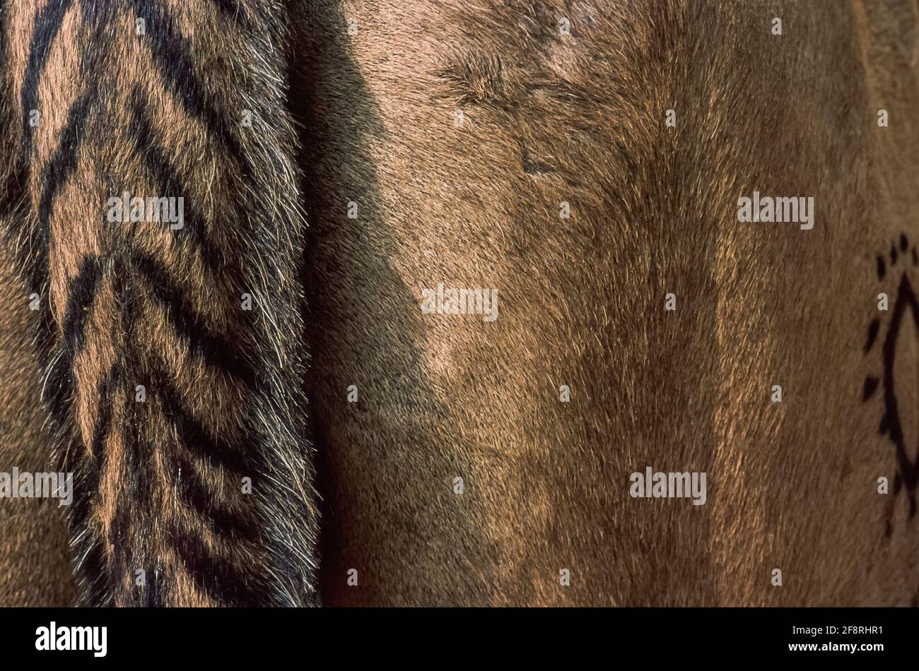 Gros plan sur une partie du corps d'un chameau avec le typique rajastani décorations sur la queue et le marquage sur le Flanc de l'animal.Pushkar Camel Fair Inde Banque D'Images