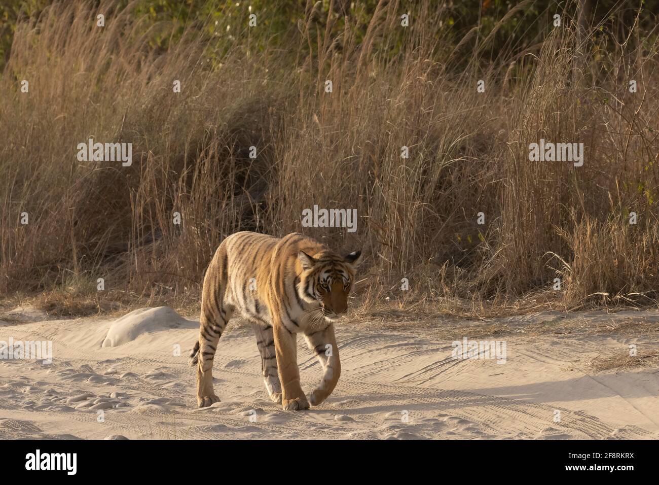 Un tigre du Bengale royal sauvage du parc national de Corbett Banque D'Images