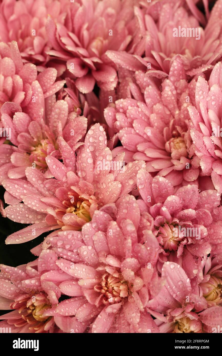 Chrysanthème avec des gouttelettes. Banque D'Images