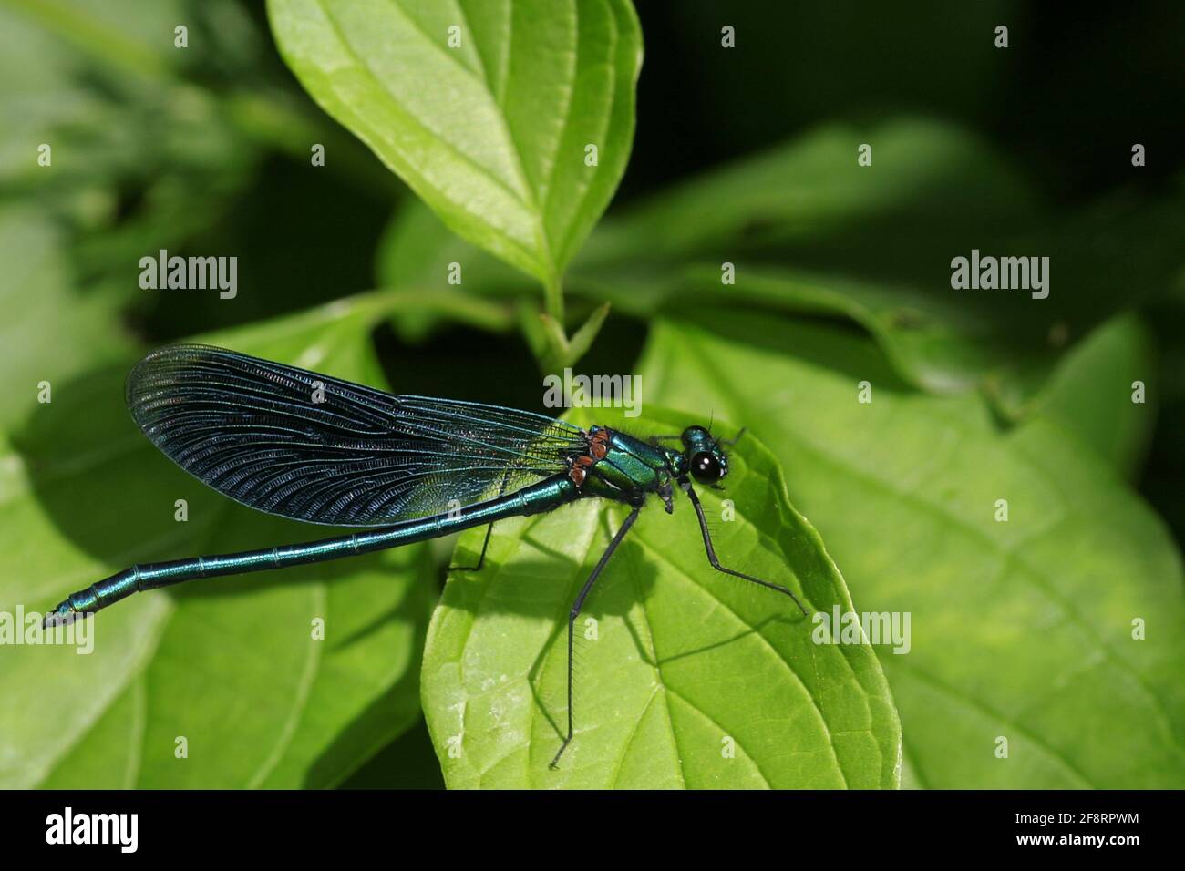 Ailes noires baguées, agrion bagués, demoiselle baguée (Calopteryx splendens, Agrion splendens), se trouve sur une feuille, Autriche Banque D'Images