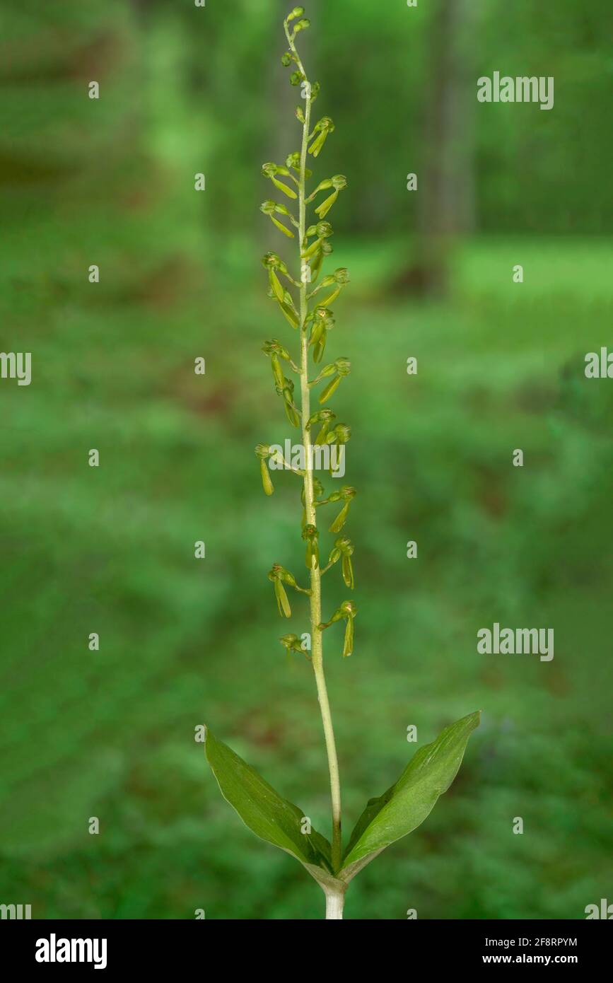 twayblade commune, twayblade à feuilles d'œufs (Neottia ovata, Listera ovata), floraison, Allemagne, Bavière Banque D'Images