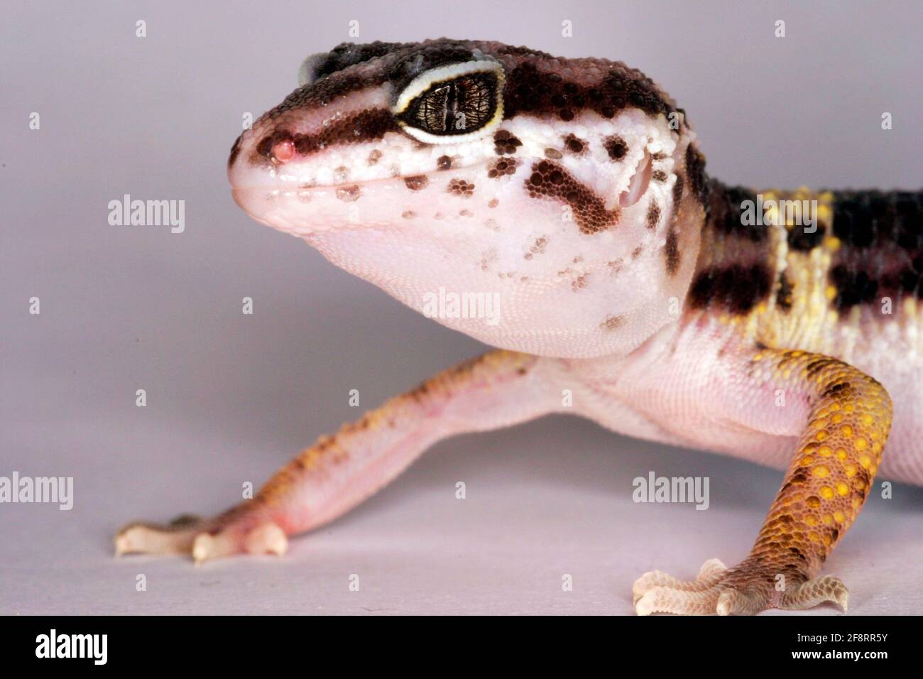 Léopard gecko (Eublepharis macularius), portrait, photographie en studio Banque D'Images