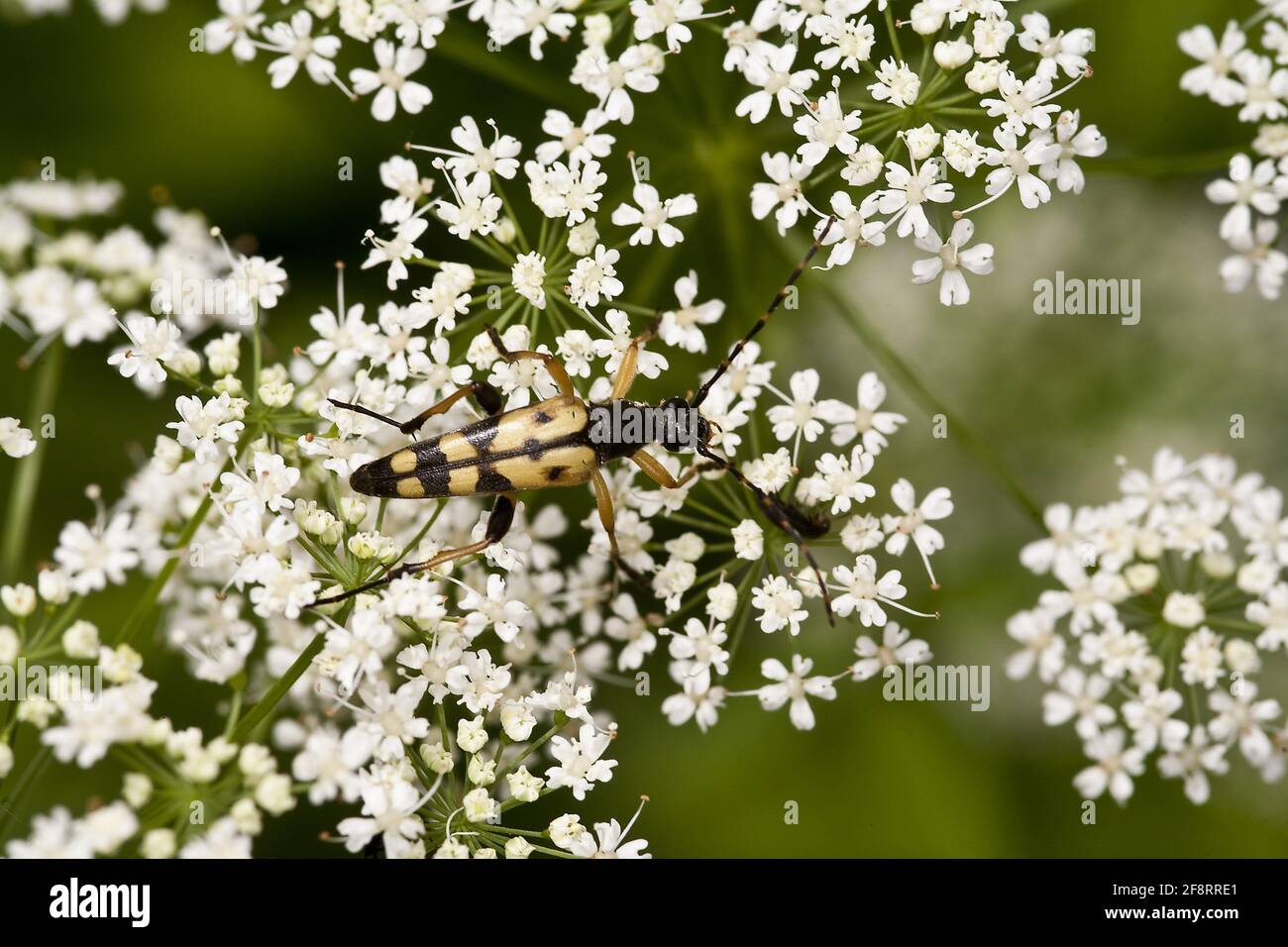 Le Longhorn tacheté, le longicorne jaune-noir (Strangalia maculata, Stenurella maculata, Leptura maculata, Rutpela maculata), est assis sur un umbélifer, Banque D'Images