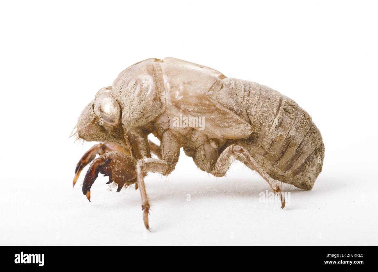 Cigadas (Cicadidae), larve d'une cigada, coupée Banque D'Images