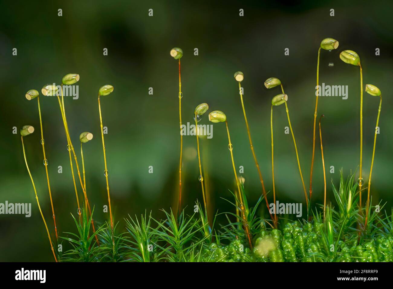 Star Moss, Haircap Moss, Hair Moss (Polytrichum formosum, Polytrichum attenuatum), avec capsules de spores, Allemagne, Bavière, Murnauer Moos Banque D'Images